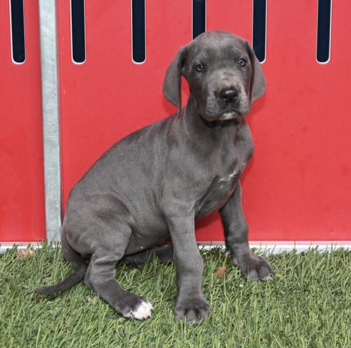 comprar cachorros sanos, baratos y asequibles para la venta